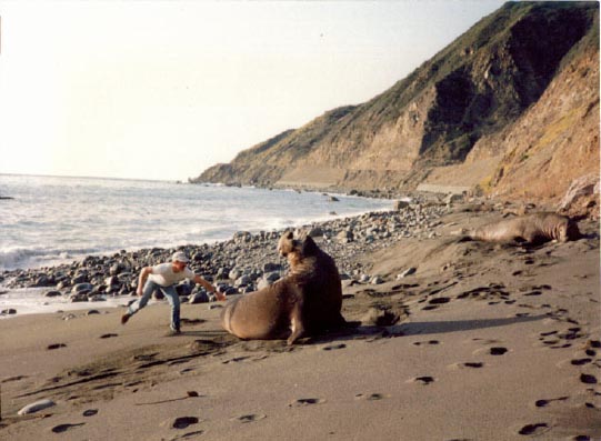 elephant seal