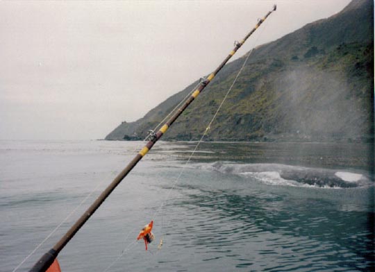 Humpbacks2