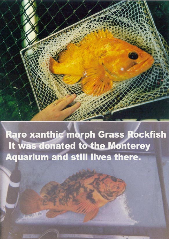RareRockfish