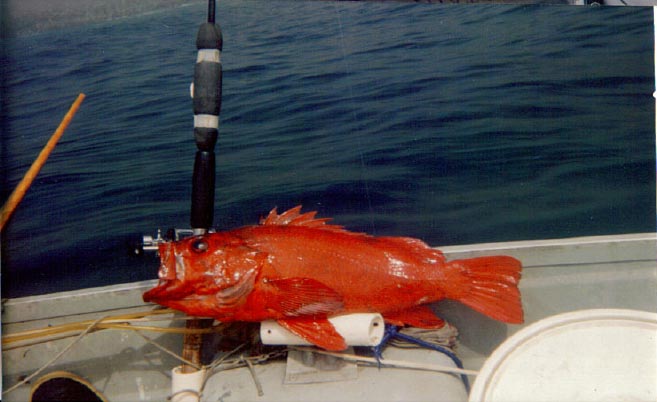 Vermillion Rockfish2
