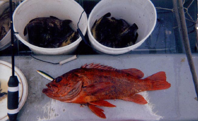 Vermillion_Rockfish