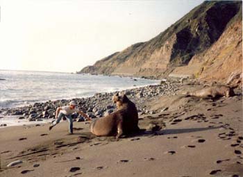 ElephantSeal
