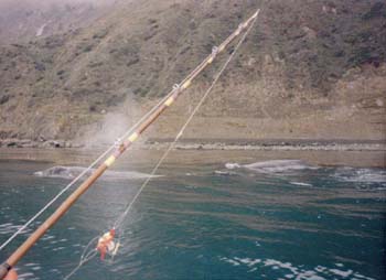 Humpbacks1
