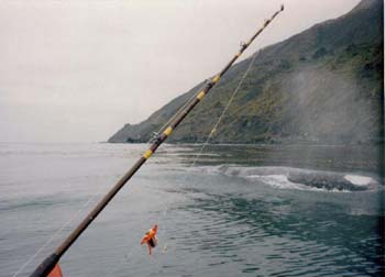 Humpbacks2