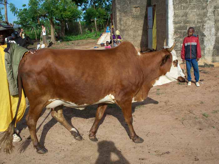 Boeufs du CFAP en paturage