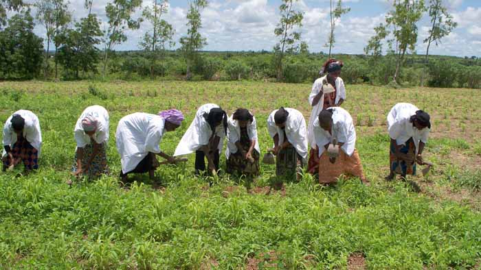 Eleve en grde parcelle