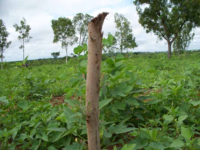 champ de niebe envahi