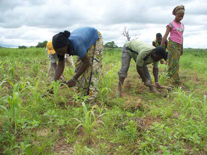 demariage du sorgho 1 Annee