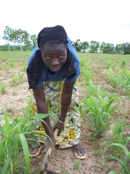 2 sarclage du sorgho