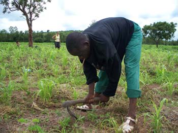 2me sarclage du sorgho