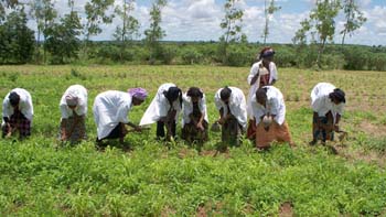 Eleve en grde parcelle