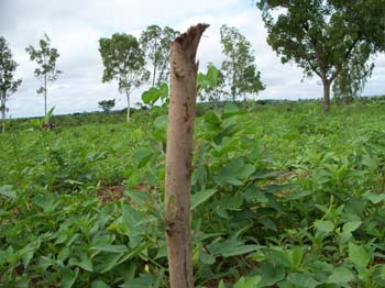 champ de niebe envahi