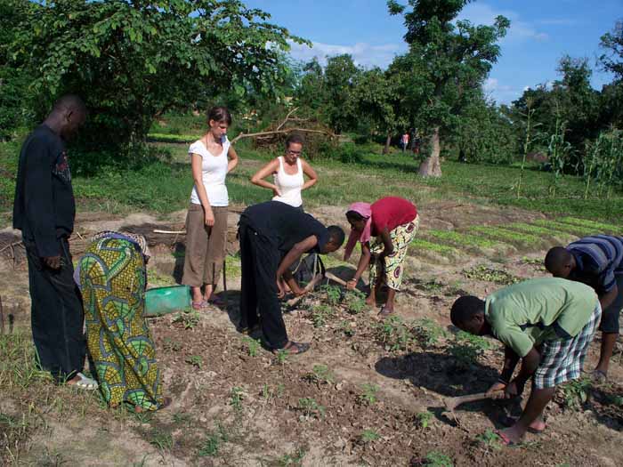 epandage de la tomate