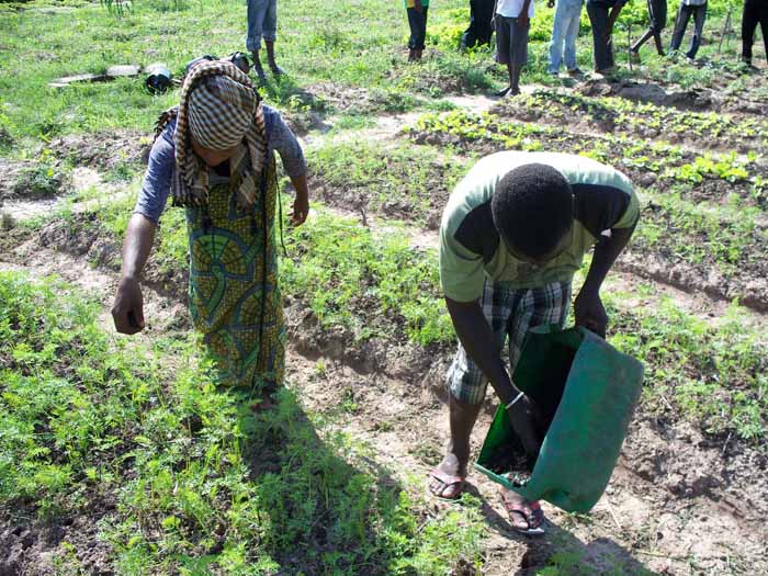 epandage sur la carotte