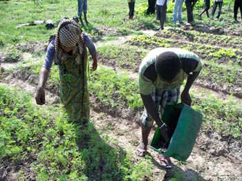 epandage sur la carotte