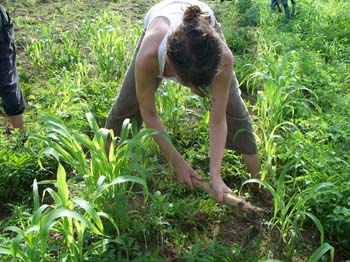 2 stagiaire dans la sorgho
