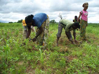 24 W. demariage du sorgho