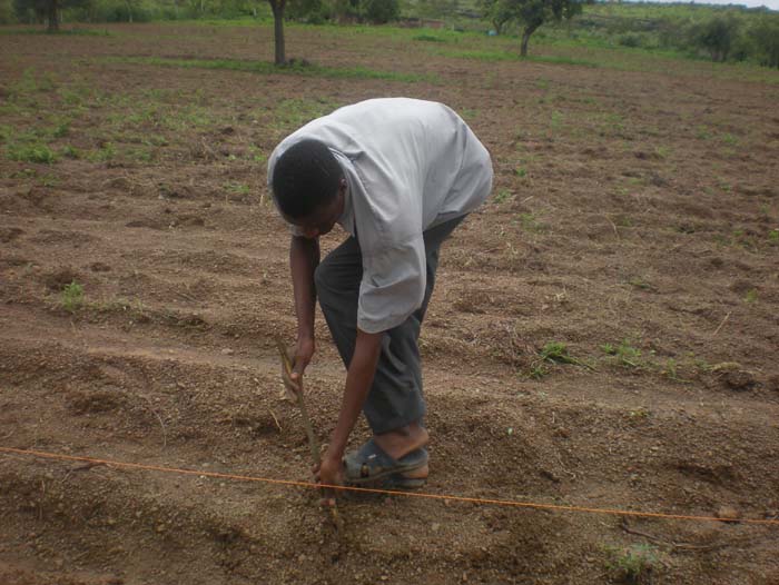 49 Semis du niebe p#111FAB2