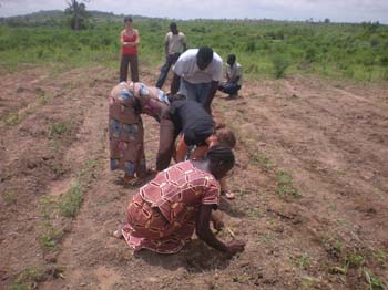 25 Semis du sorgho par la 1