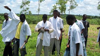 31 L champ de sorgho bio