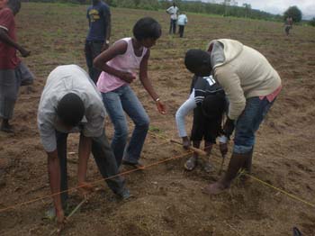48 Semis du niebe par la 3