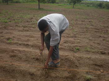 49 Semis du niebe p#111FAB2